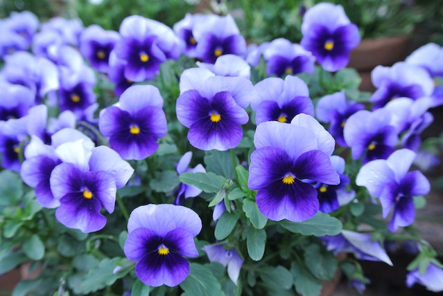 Caring for violas in pots