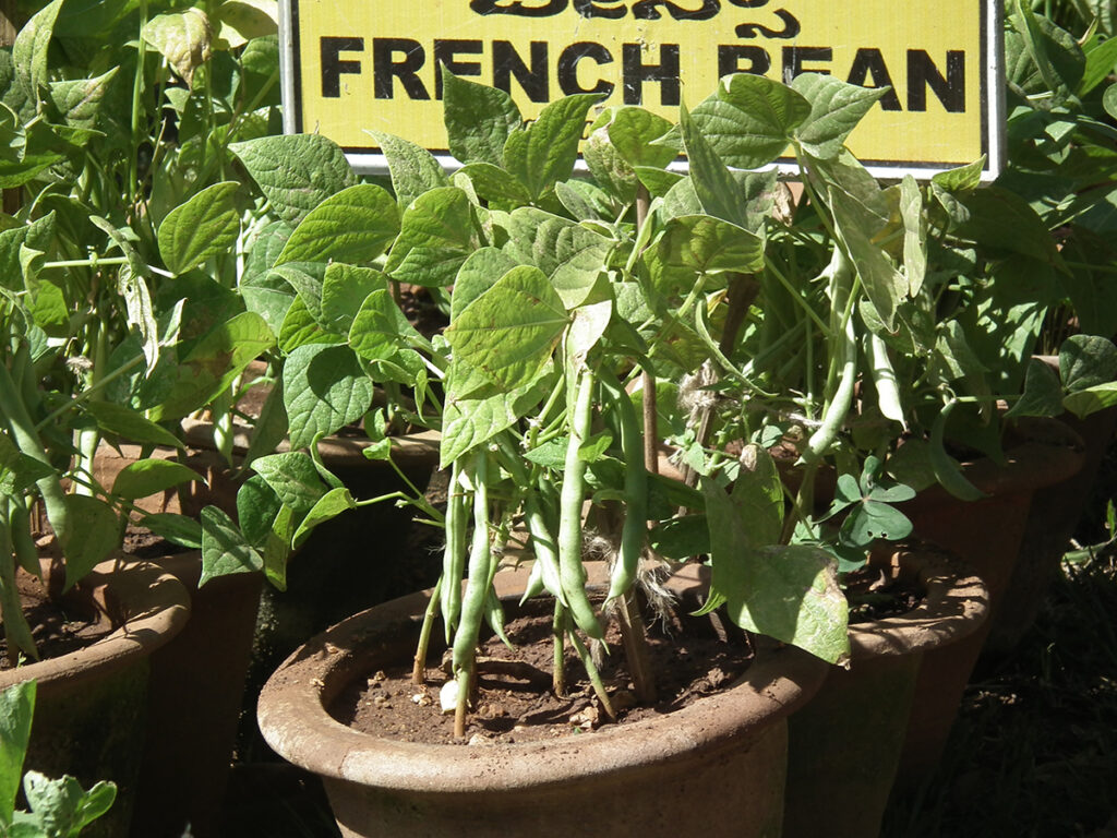 Benefits of Growing Green Beans 