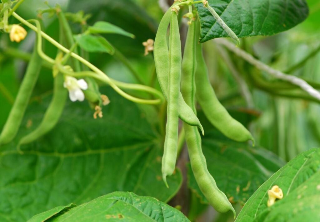 Grow Long Beans in Pots