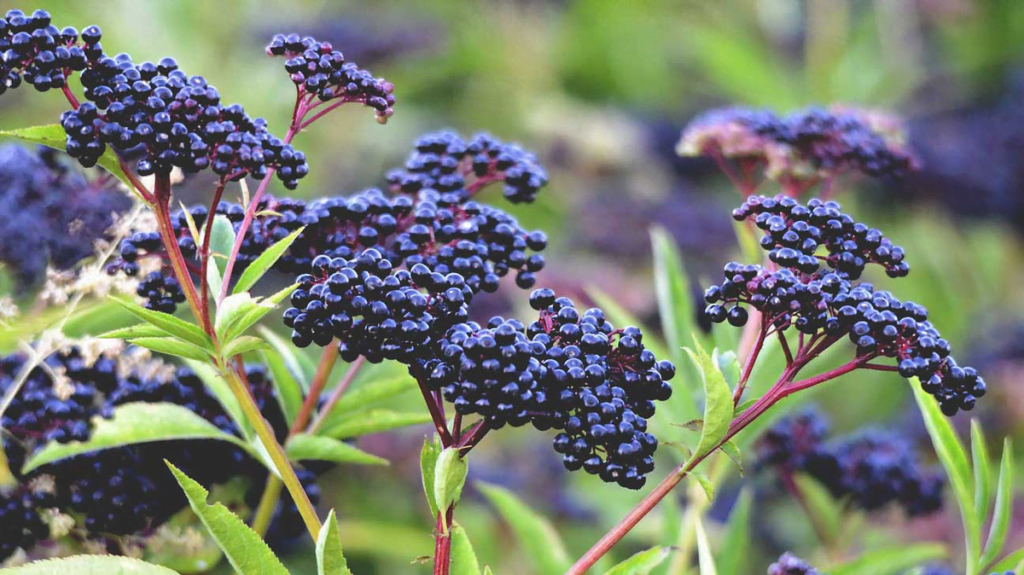 Growing Elderberry Bushes