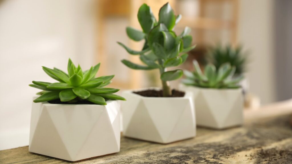 Benefits of Herb Garden in Containers