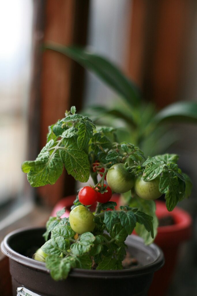 tomato plant growth in pot
