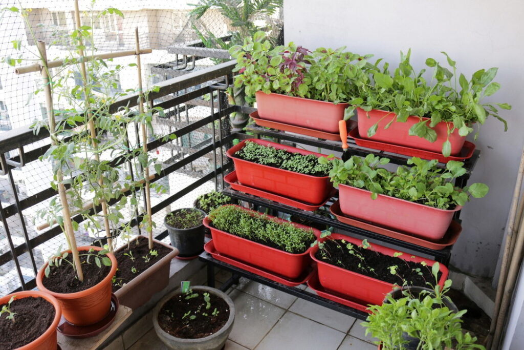 Small balcony gardening