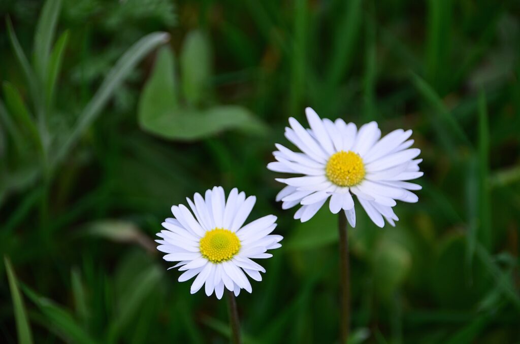 Montauk Daisies • How to Grow Montauk Daisies in a Container or Pot