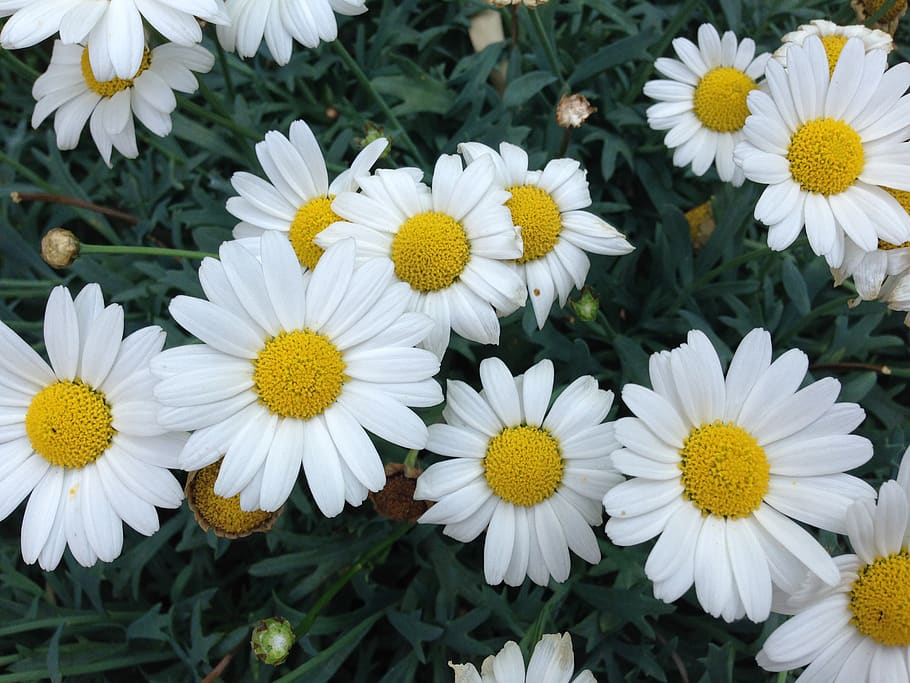 Montauk Daisies • How to Grow Montauk Daisies in a Container or Pot