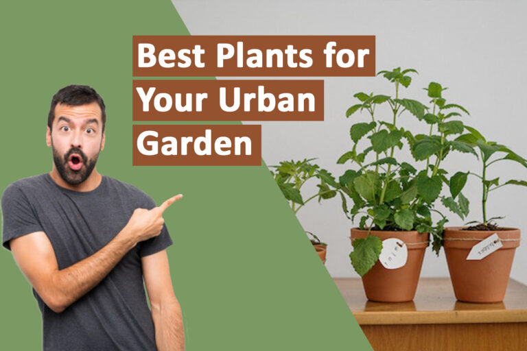 Plants for Your Urban Garden