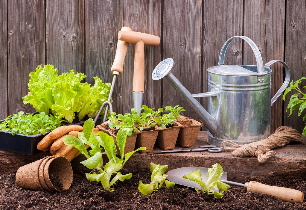 Additional Tips for Urban Gardening