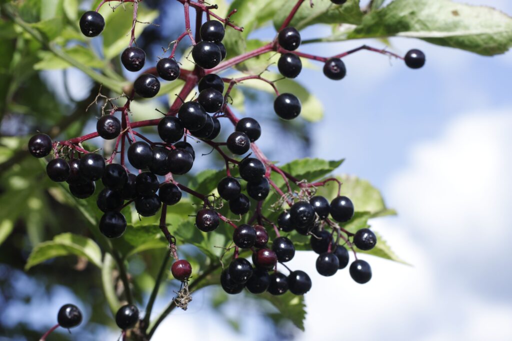 Grow Elderberry in Pots