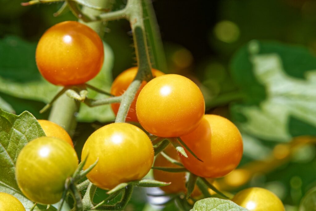 Grow Tomatoes in Containers