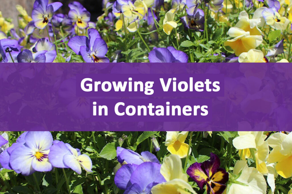 grow violets in containers