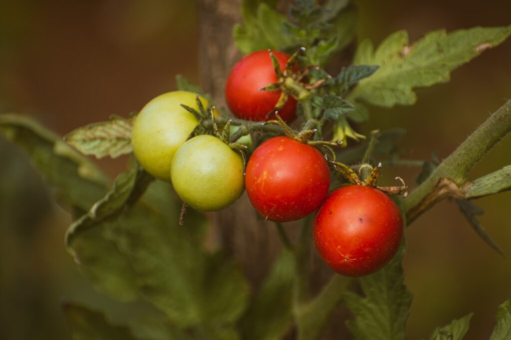 Best Tomato Varieties for Container Gardening