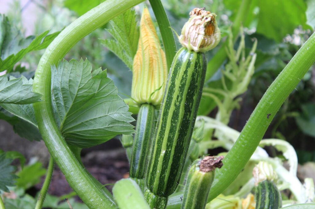 Best Way of Growing zucchini in a raised bed