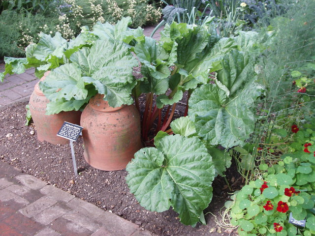 Container to Grow Rhubarb
