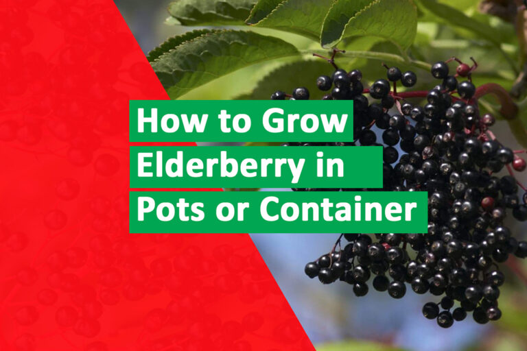 Elderberry-in-Containers-for-Maximum-Yield