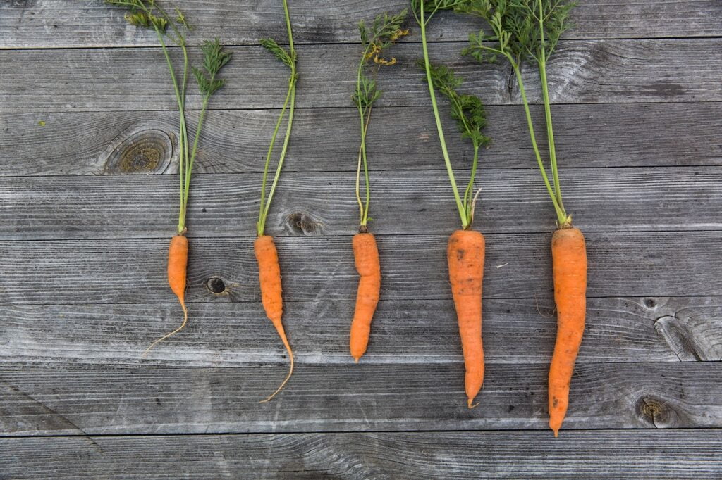 Grow Carrots in Containers • Grow Your Own Carrots: Container Gardening Made Simple
