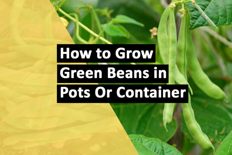 Grow Green Beans in Pots or Containers