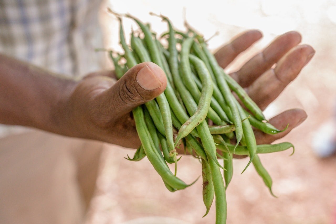 Grow Green Beans in Pots