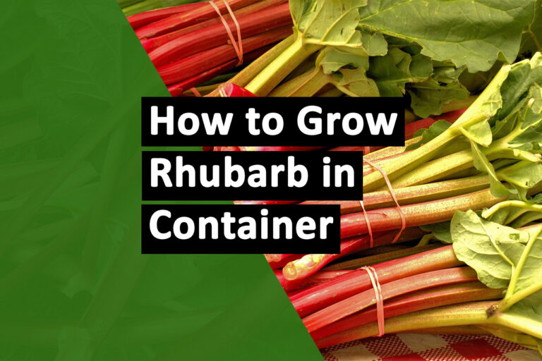 Grow-Rhubarb-in-Containers