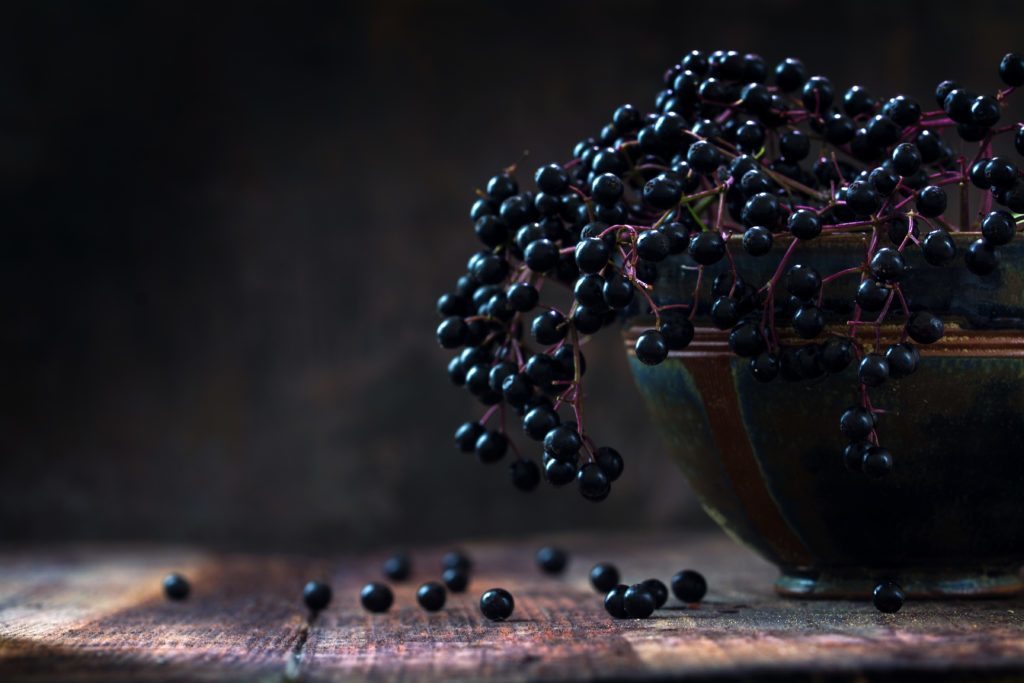 Grow Elderberry in Pots • Small Space, Big Rewards: Grow Elderberry in Pots or Containers for Maximum Yield!