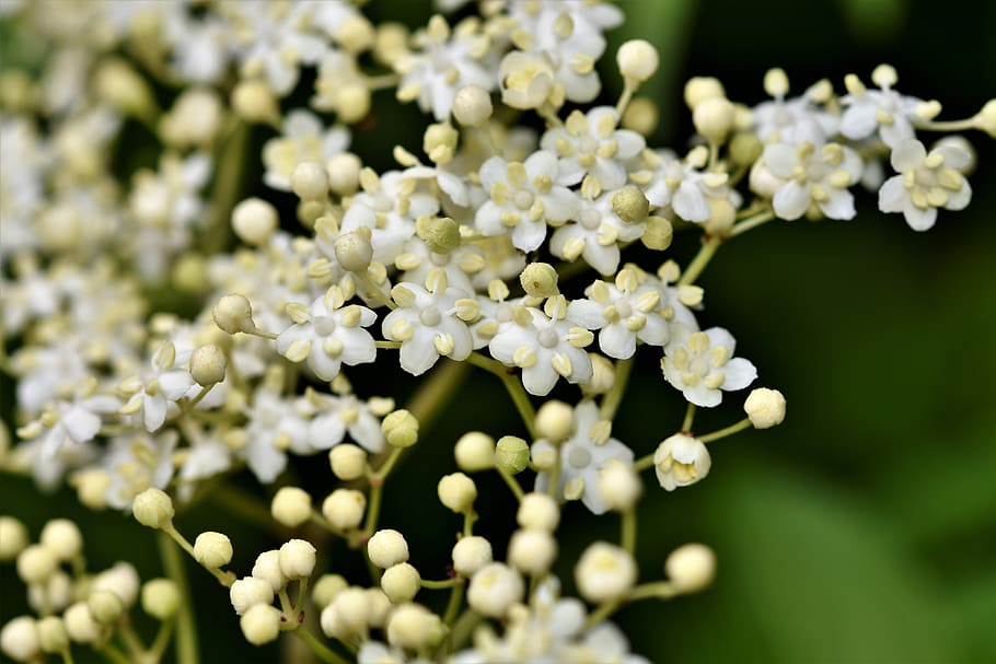 How to Grow Elderberry From Seed