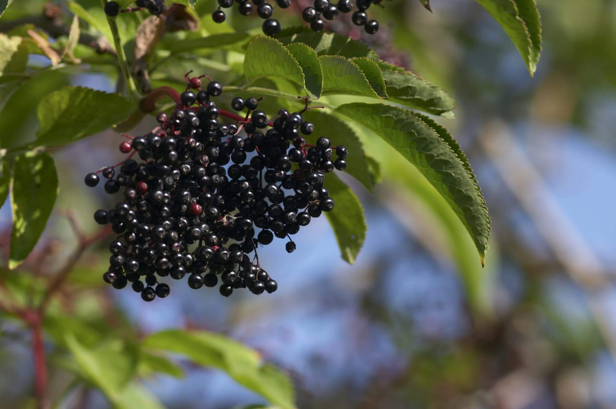 How to Grow Elderberry in Pots or Containers