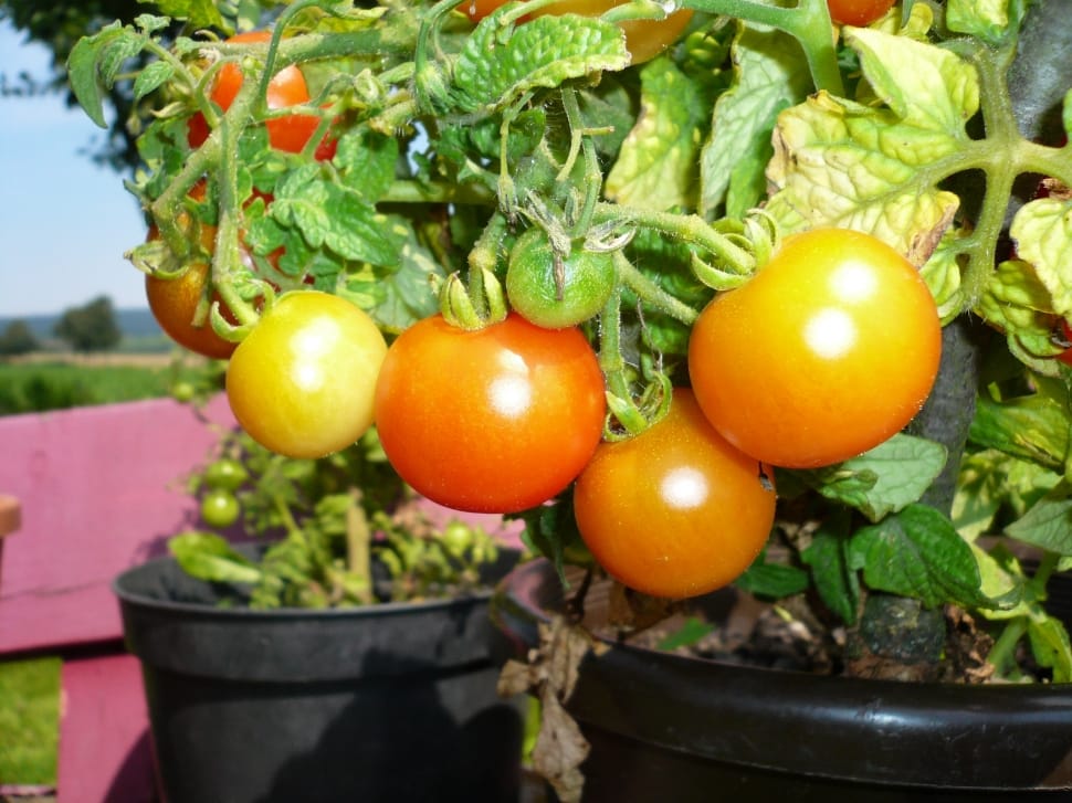 Grow Tomatoes in Containers • Unlock the Secret to Perfect Container-Grown Tomatoes: Learn How to Achieve Bumper Harvests!