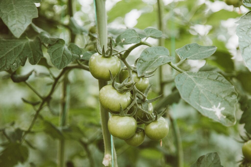 How to Grow Tomatoes in Pots From Seeds