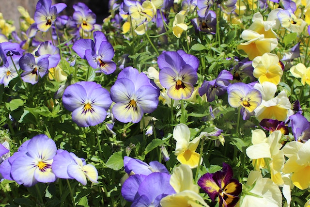 How to Grow Violets From Seed