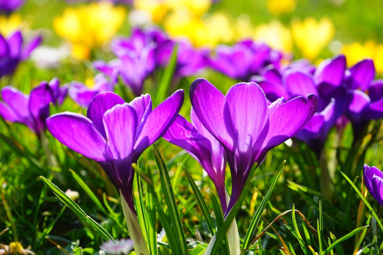 How to Grow Violets in Containers