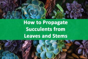 How to Propagate Succulents from Leaves and Stems