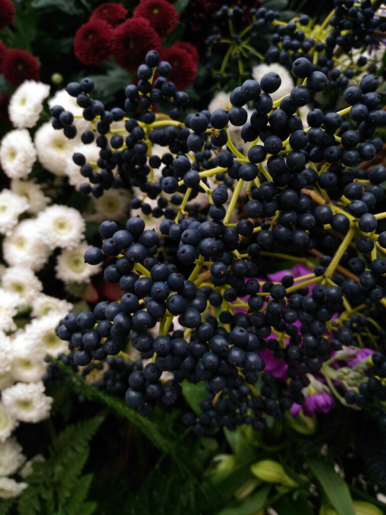 Potted elderberries can be brought indoors