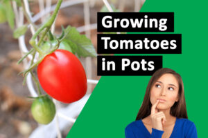 Small Space, Big Flavor Grow Juicy Tomatoes in Pots and Elevate Your Culinary Game