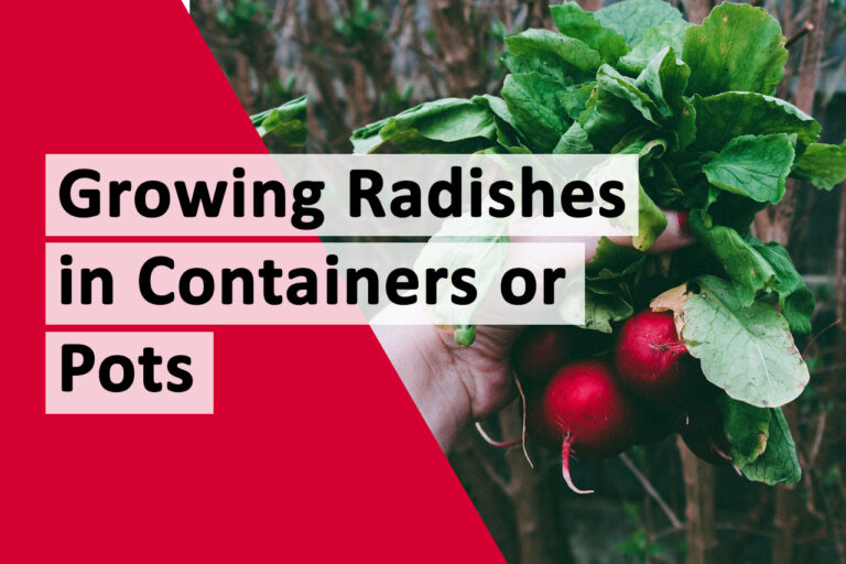 Tips for Growing Radishes in Containers or Pots