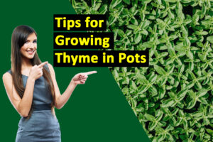 Tips-for-Growing-Thyme-in-Pots-or-Containers