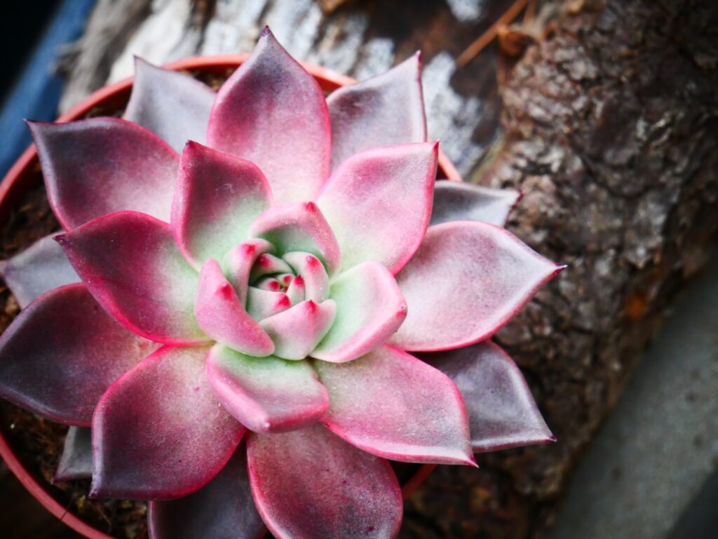 Tips for Successful Succulent Propagation