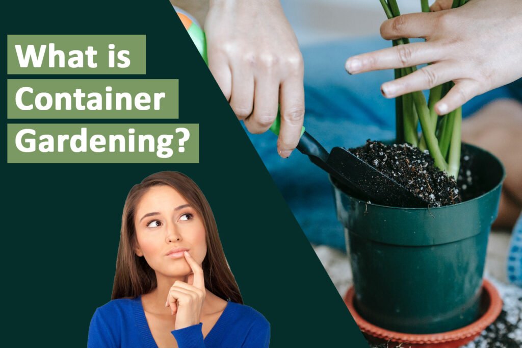 Greenery on the Rise: What is container gardening?