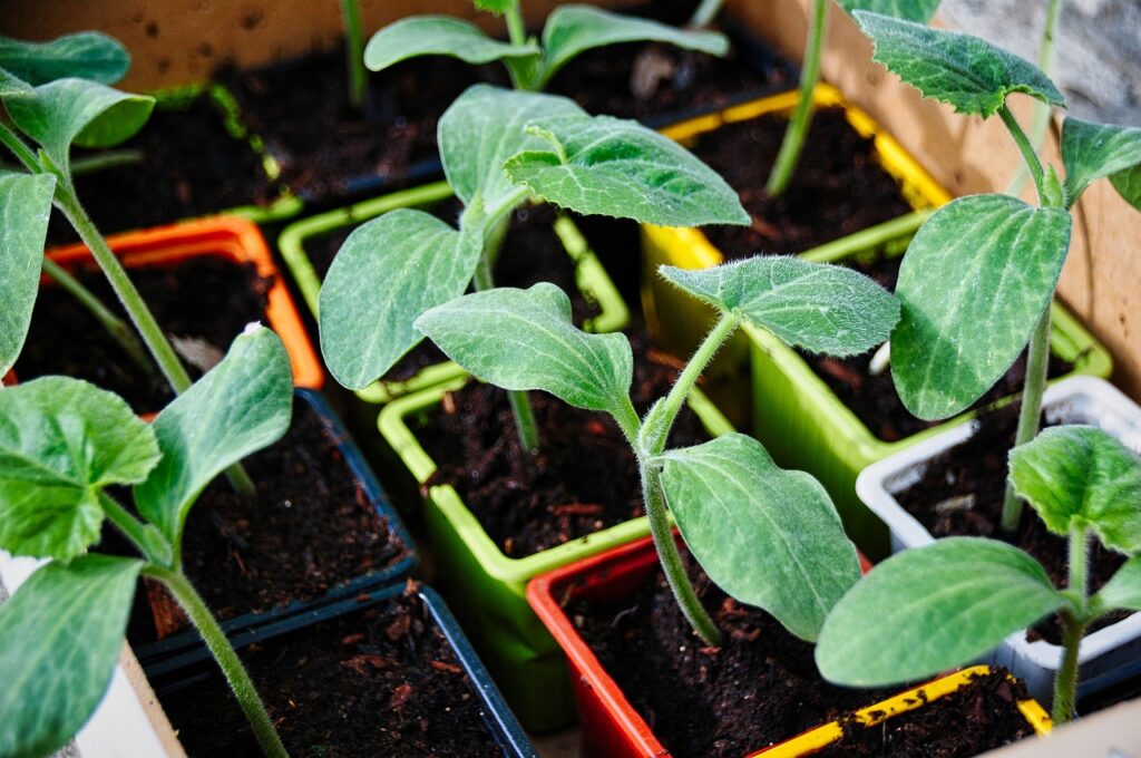 Growing Zucchini in Containers
