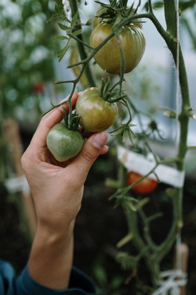 making your tomato garden