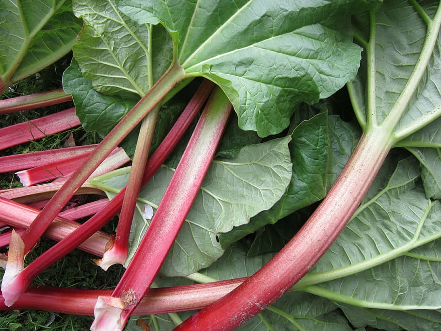 rhubarb-leaves