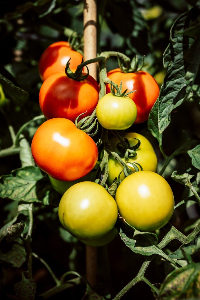 selecting the right tomato variety