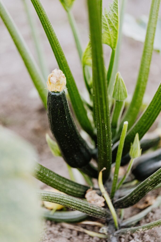 zucchini in a raised bed