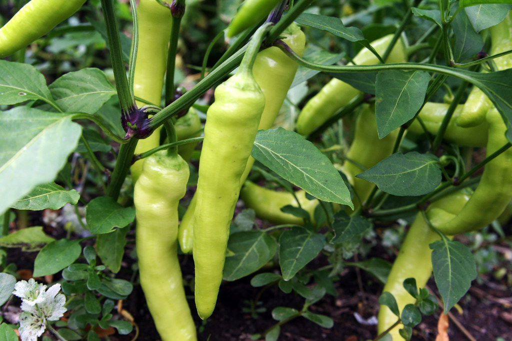 Benefit of Growing Banana Pepper Plants in a Pot
