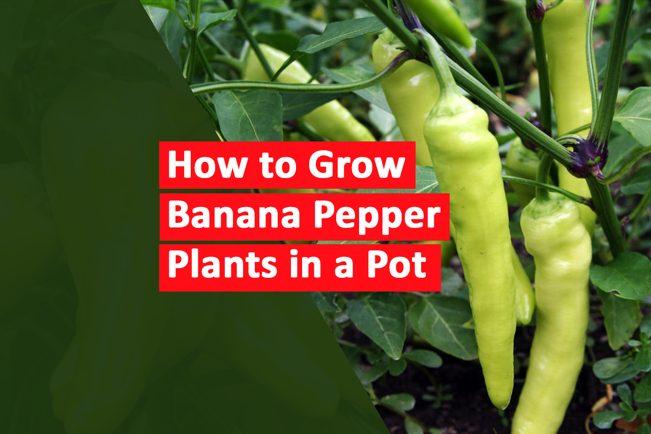 Grow Banana Pepper Plants in a Pot