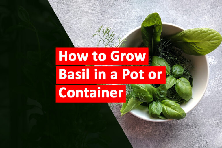 How to Grow Basil