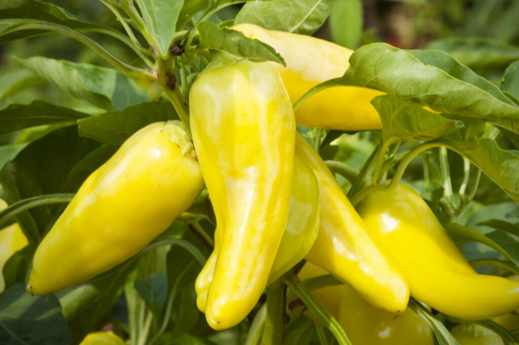 How to Grow Banana Pepper Plants in a Pot