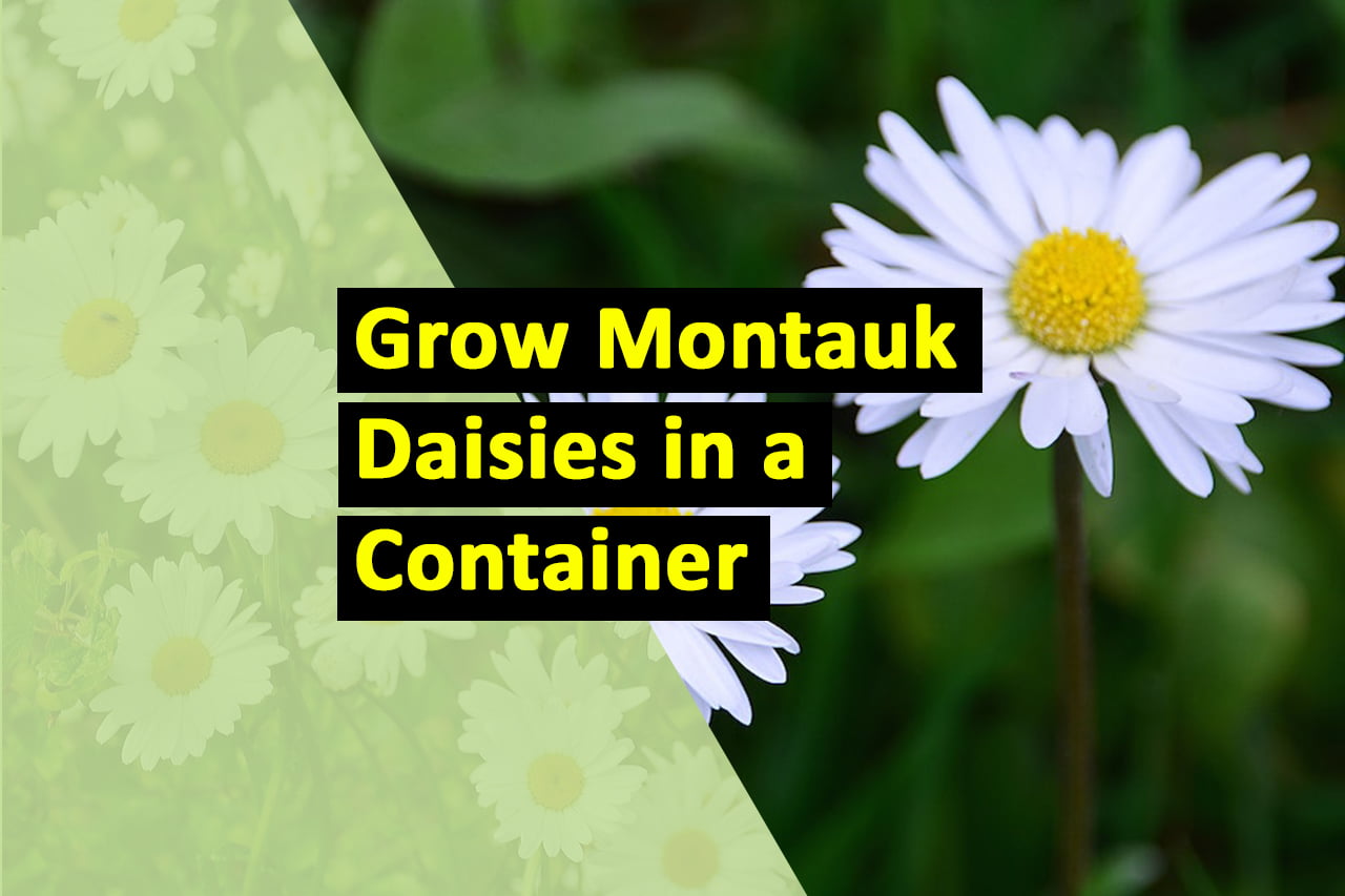 Montauk Daisies • How to Grow Montauk Daisies in a Container or Pot