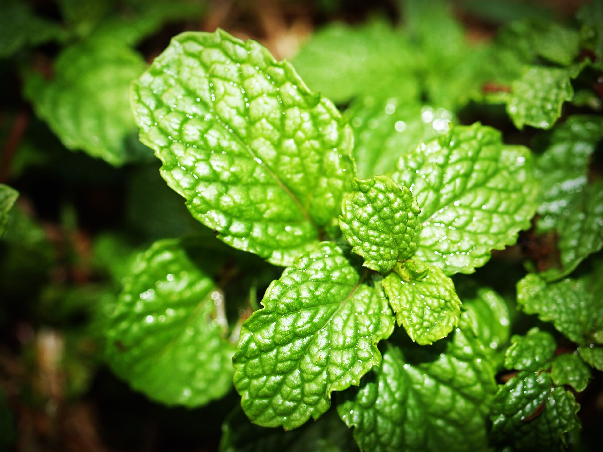 Grow Peppermint Plants in Pot or Container