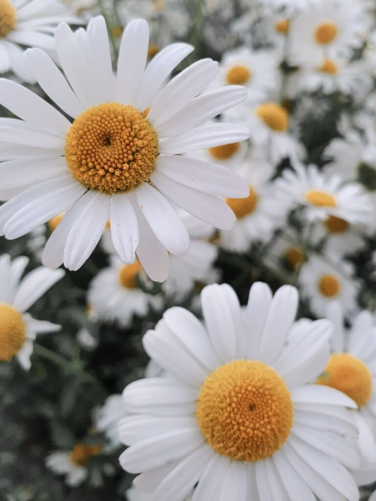 Montauk Daisies • How to Grow Montauk Daisies in a Container or Pot