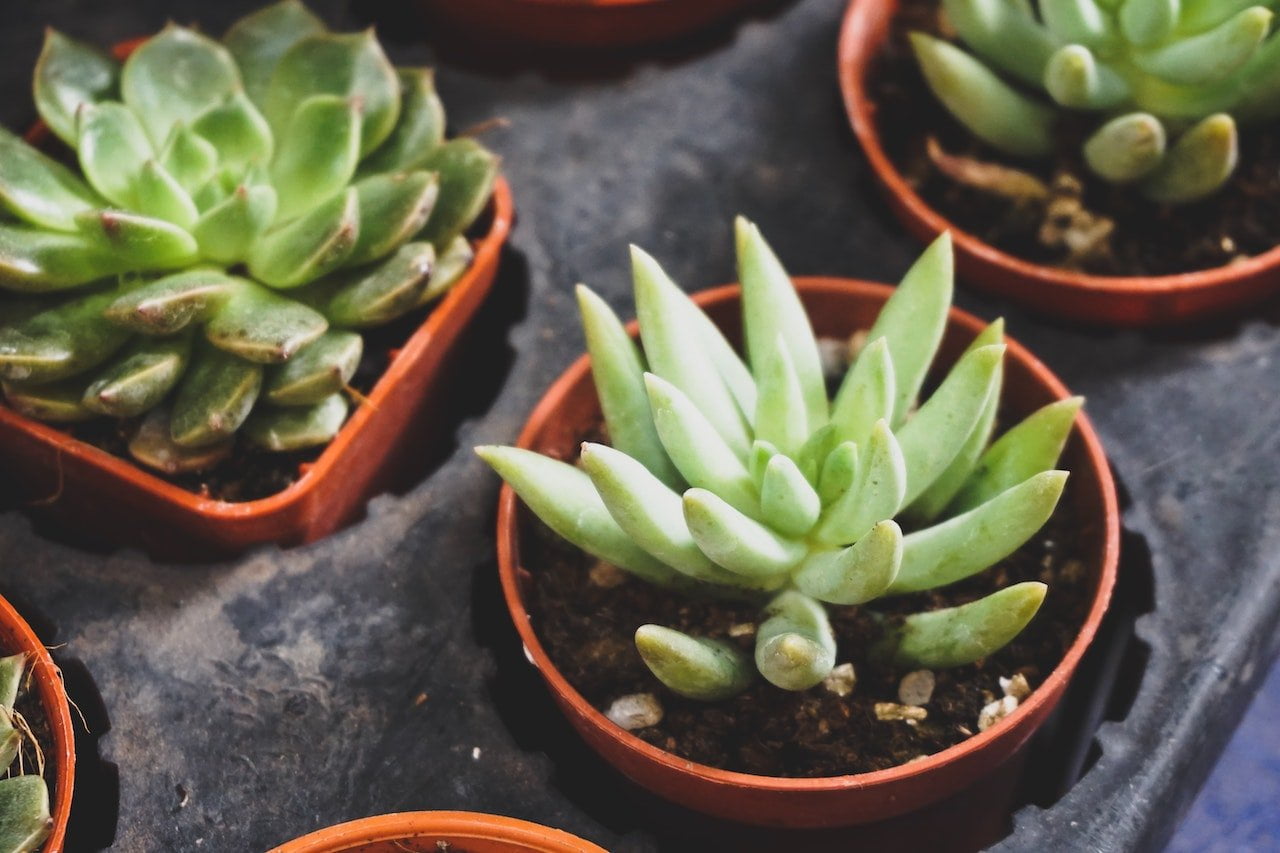 Care for Succulents • 11 Essential Tips on How to Care for Succulents in a Pot