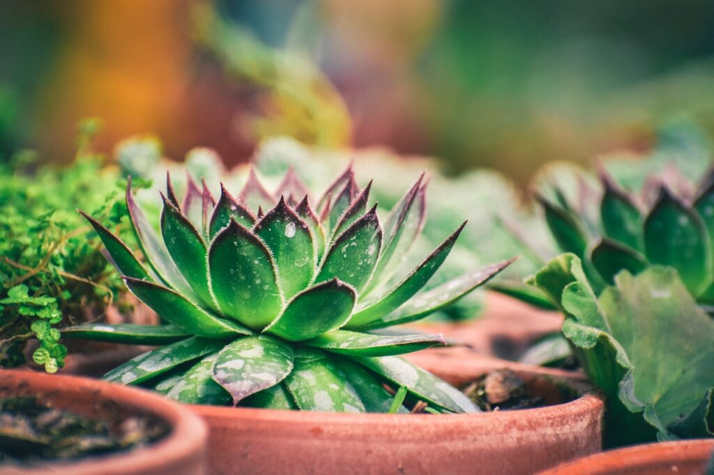 benefits of succulent plants